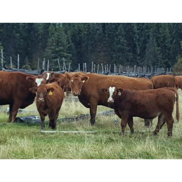 Eli & Terra Hatch - 550# Steer Calves - 105 Head (Anahim Lake, BC)