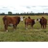 Image 2 : Eli & Terra Hatch - 550# Steer Calves - 105 Head (Anahim Lake, BC)