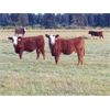 Image 3 : Eli & Terra Hatch - 550# Steer Calves - 105 Head (Anahim Lake, BC)