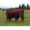 Image 5 : Eli & Terra Hatch - 550# Steer Calves - 105 Head (Anahim Lake, BC)