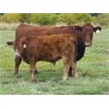 Image 6 : Eli & Terra Hatch - 550# Steer Calves - 105 Head (Anahim Lake, BC)