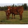 Image 7 : Eli & Terra Hatch - 550# Steer Calves - 105 Head (Anahim Lake, BC)
