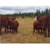 Image 8 : Eli & Terra Hatch - 550# Steer Calves - 105 Head (Anahim Lake, BC)