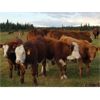 Image 9 : Eli & Terra Hatch - 550# Steer Calves - 105 Head (Anahim Lake, BC)