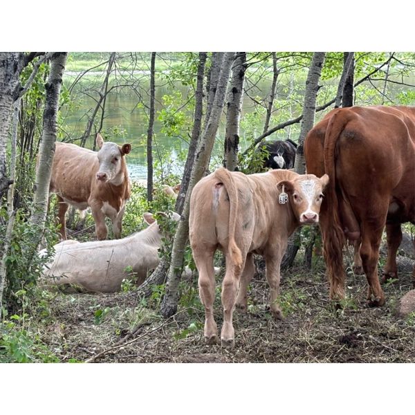 Franklin Cattle Co. - 560# Steer Calves - 200 Head (Marwayne, AB)