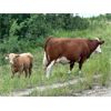 Image 2 : Franklin Cattle Co. - 560# Steer Calves - 200 Head (Marwayne, AB)