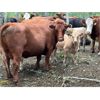 Image 4 : Franklin Cattle Co. - 560# Steer Calves - 200 Head (Marwayne, AB)