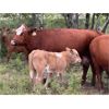 Image 6 : Franklin Cattle Co. - 560# Steer Calves - 200 Head (Marwayne, AB)