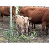 Image 7 : Franklin Cattle Co. - 560# Steer Calves - 200 Head (Marwayne, AB)