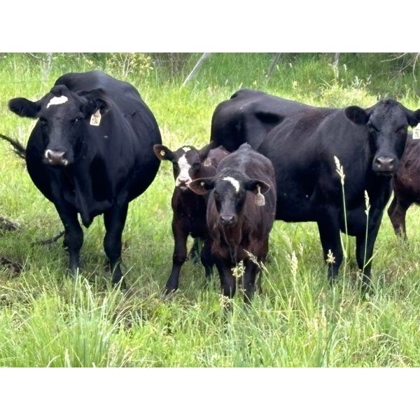 Franklin Cattle Co. - 625# Weaned Steers - 285 Head (Marwayne, AB)