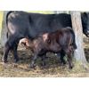 Image 8 : Franklin Cattle Co. - 625# Weaned Steers - 285 Head (Marwayne, AB)