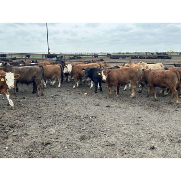 Bear Canyon Colony - 640# Weaned Steers - 78 Head (Cherry Point, AB)