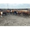 Image 1 : Bear Canyon Colony - 640# Weaned Steers - 78 Head (Cherry Point, AB)