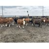 Image 2 : Bear Canyon Colony - 640# Weaned Steers - 78 Head (Cherry Point, AB)