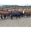 Image 3 : Bear Canyon Colony - 640# Weaned Steers - 78 Head (Cherry Point, AB)