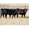Image 5 : Indian Gardens Ranch / Haywood-Farmer Families - 630# Steer Calves - 100 Head (Savona, BC)