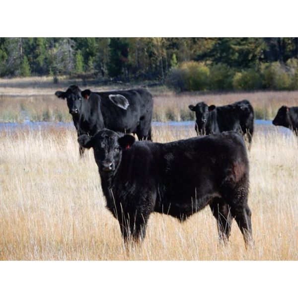 Indian Gardens Ranch / Haywood-Farmer Families - 550# Steer Calves - 220 Head (Savona, BC)