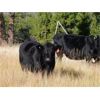 Image 4 : Indian Gardens Ranch / Haywood-Farmer Families - 550# Steer Calves - 220 Head (Savona, BC)