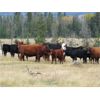 Image 1 : Indian Gardens Ranch / Haywood-Farmer Families - 520# Heifer Calves - 220 Head (Savona, BC)