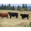 Image 4 : Indian Gardens Ranch / Haywood-Farmer Families - 520# Heifer Calves - 220 Head (Savona, BC)