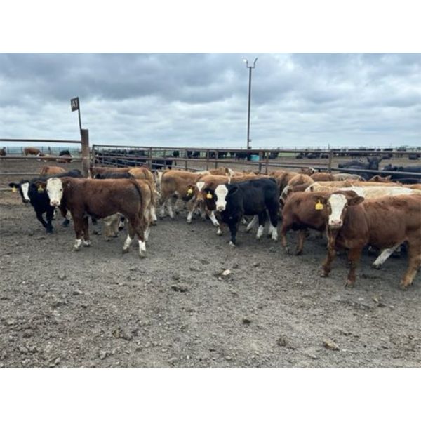 Bear Canyon Colony - 540# Weaned Steers - 94 Head (Cherry Point, AB)