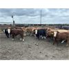 Image 1 : Bear Canyon Colony - 540# Weaned Steers - 94 Head (Cherry Point, AB)