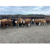 Image 2 : Bear Canyon Colony - 540# Weaned Steers - 94 Head (Cherry Point, AB)