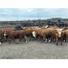 Image 3 : Bear Canyon Colony - 540# Weaned Steers - 94 Head (Cherry Point, AB)