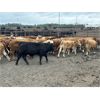 Image 4 : Bear Canyon Colony - 540# Weaned Steers - 94 Head (Cherry Point, AB)