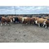 Image 5 : Bear Canyon Colony - 540# Weaned Steers - 94 Head (Cherry Point, AB)