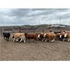 Image 6 : Bear Canyon Colony - 540# Weaned Steers - 94 Head (Cherry Point, AB)