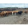 Image 7 : Bear Canyon Colony - 540# Weaned Steers - 94 Head (Cherry Point, AB)
