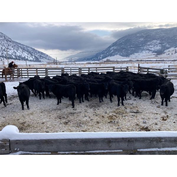 Nicola Ranch - 650# Steer Calves - 285 Head (Merritt, BC) VBP+