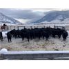 Image 1 : Nicola Ranch - 650# Steer Calves - 285 Head (Merritt, BC) VBP+