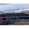 Image 3 : Nicola Ranch - 650# Steer Calves - 285 Head (Merritt, BC) VBP+