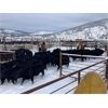 Image 2 : Nicola Ranch - 550# Steer Calves - 315 Head (Merritt, BC) VBP+