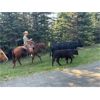 Image 5 : Nicola Ranch - 550# Steer Calves - 315 Head (Merritt, BC) VBP+