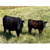 Image 1 : Kamloops Area Ranchers - 680# Steer Calves - 180 Head (Kamloops, BC)