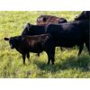 Image 2 : Kamloops Area Ranchers - 680# Steer Calves - 180 Head (Kamloops, BC)