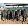 Image 5 : Kamloops Area Ranchers - 680# Steer Calves - 180 Head (Kamloops, BC)