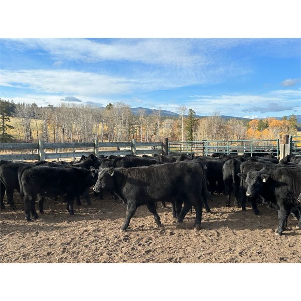 Kamloops Area Ranchers - 580# Steer Calves - 110 Head (Kamloops, BC)