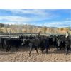 Image 1 : Kamloops Area Ranchers - 580# Steer Calves - 110 Head (Kamloops, BC)