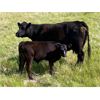 Image 4 : Kamloops Area Ranchers - 580# Steer Calves - 110 Head (Kamloops, BC)