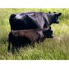 Image 5 : Kamloops Area Ranchers - 580# Steer Calves - 110 Head (Kamloops, BC)