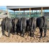 Image 6 : Kamloops Area Ranchers - 580# Steer Calves - 110 Head (Kamloops, BC)
