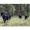 Image 8 : Kamloops Area Ranchers - 580# Steer Calves - 110 Head (Kamloops, BC)