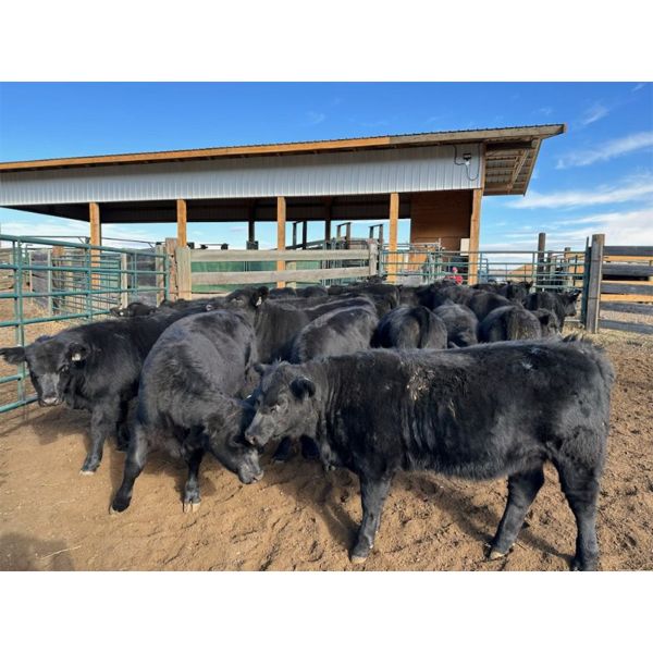 Kamloops Area Ranchers - 630# Heifer Calves - 95 Head (Kamloops, BC)