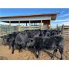 Image 1 : Kamloops Area Ranchers - 630# Heifer Calves - 95 Head (Kamloops, BC)