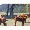Image 4 : Kamloops Area Ranchers - 630# Heifer Calves - 95 Head (Kamloops, BC)