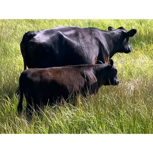 Kamloops Area Ranchers - 540# Heifer Calves - 100 Head (Kamloops, BC)